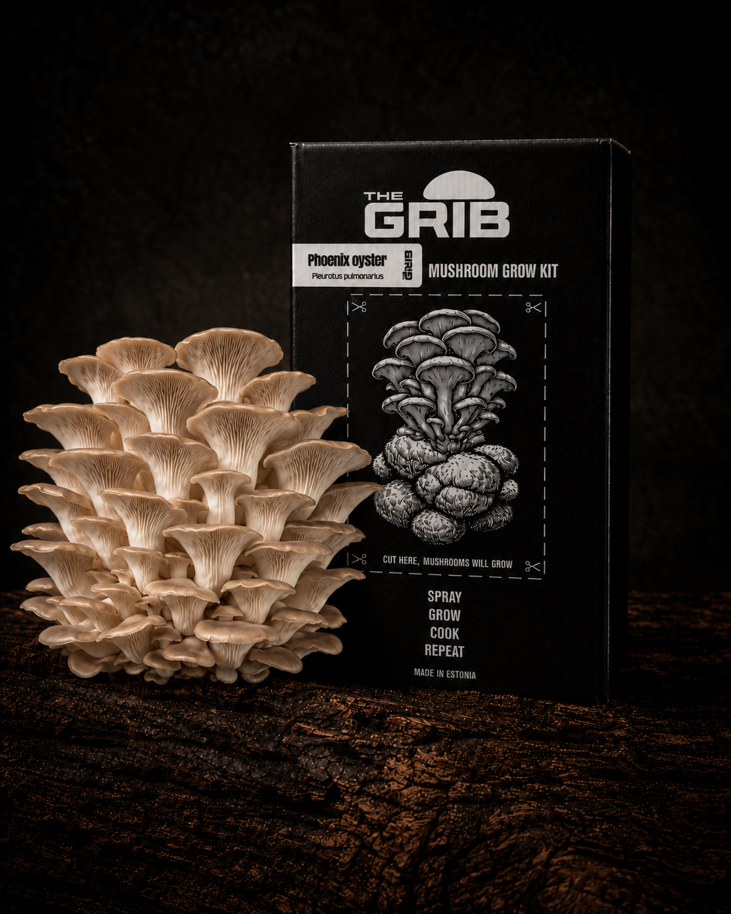 Phoenix Oyster grow kit