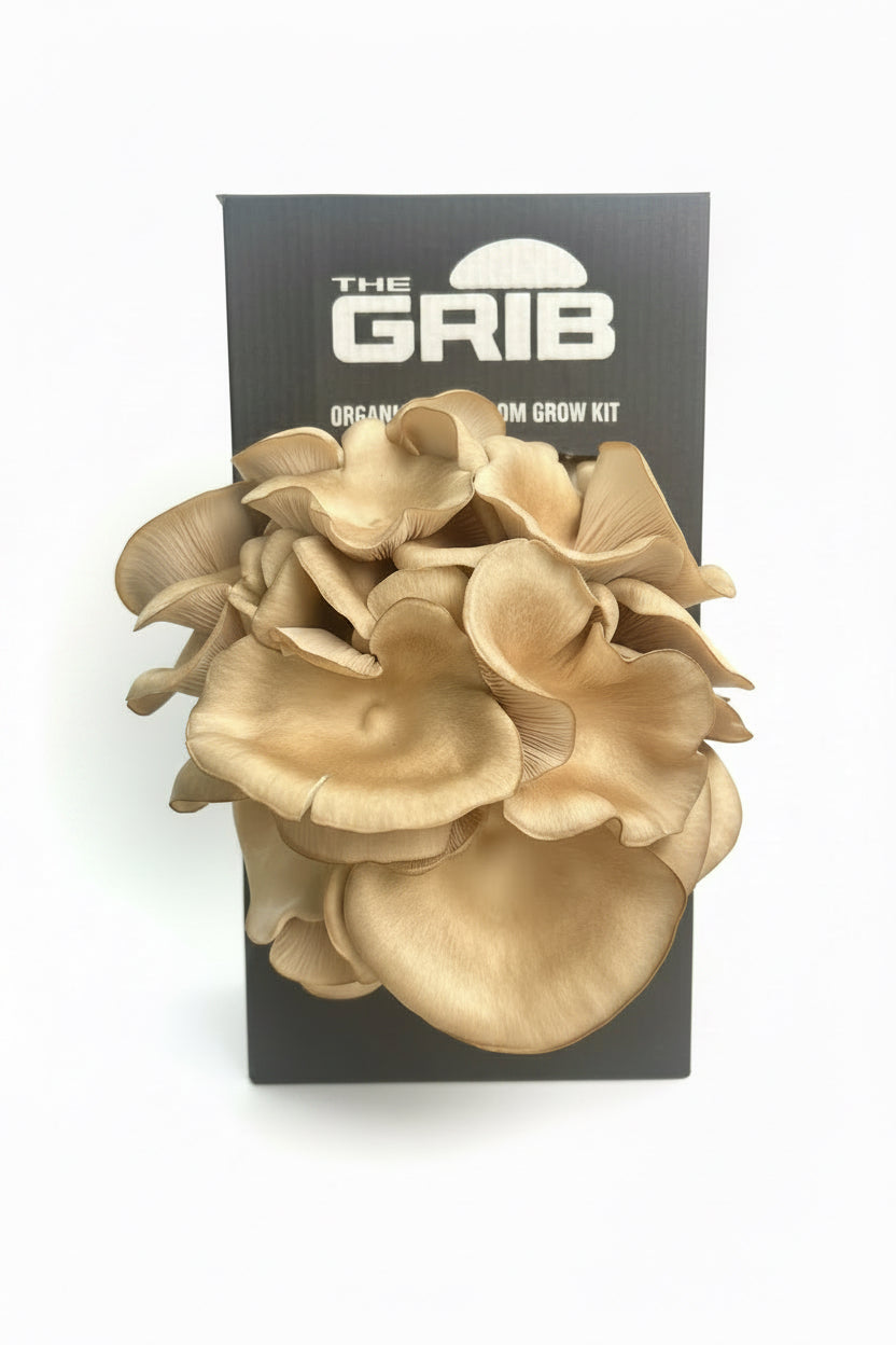 King of Pearl (Sporeless) Oyster mushroom grow kit