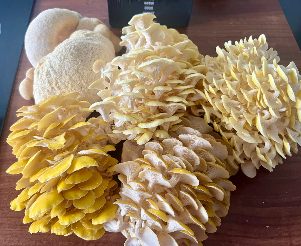 Lion’s Paw grow kit