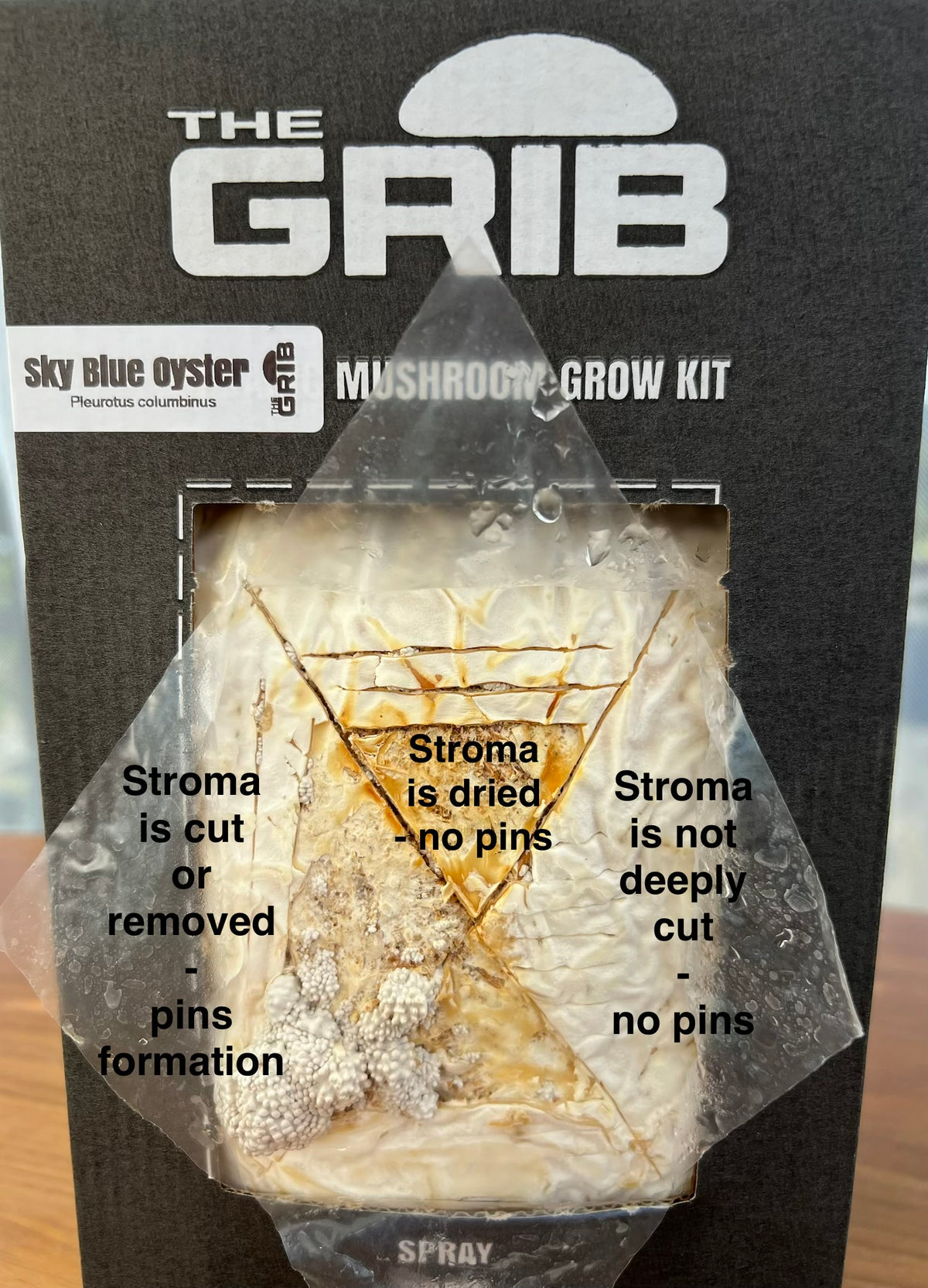 Sky Blue Oyster grow kit