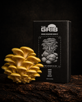 Golden Treasure Oyster grow kit