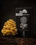 Golden Treasure Oyster grow kit
