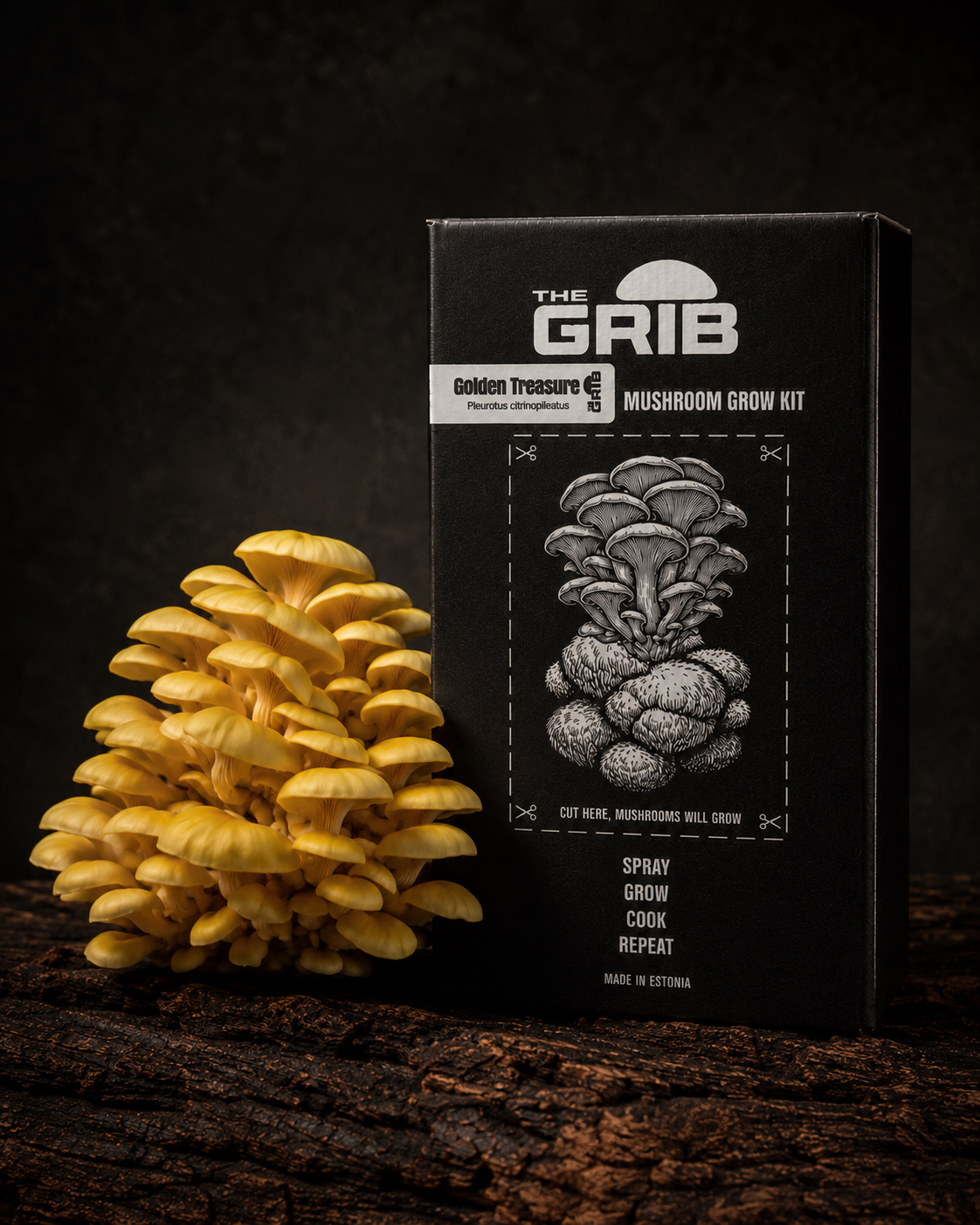 Golden Treasure Oyster grow kit