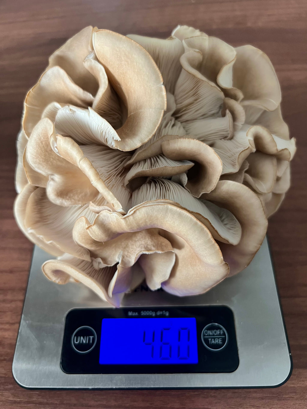King of Pearl (Sporeless) Oyster mushroom grow kit