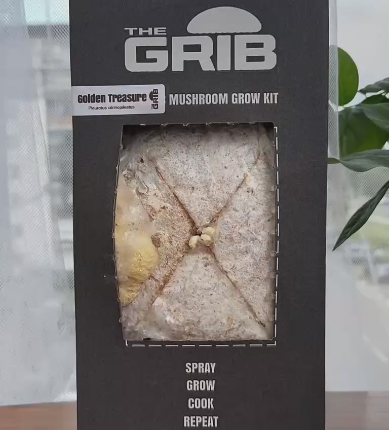 Golden Treasure Oyster grow kit