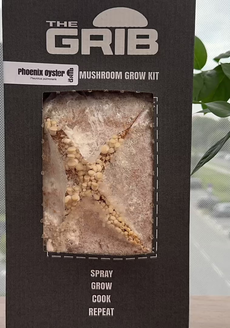 Phoenix Oyster grow kit